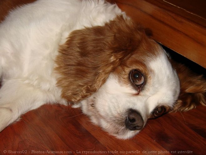 Photo de Cavalier king charles spaniel