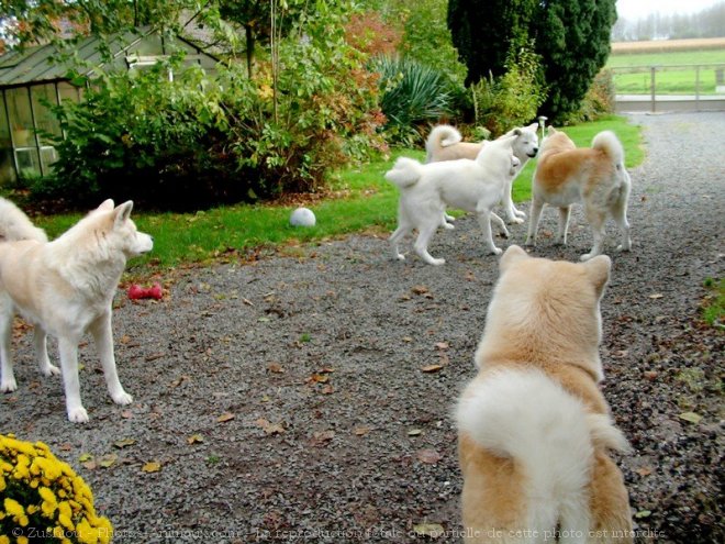 Photo d'Akita inu