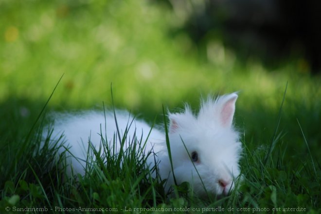 Photo de Lapin