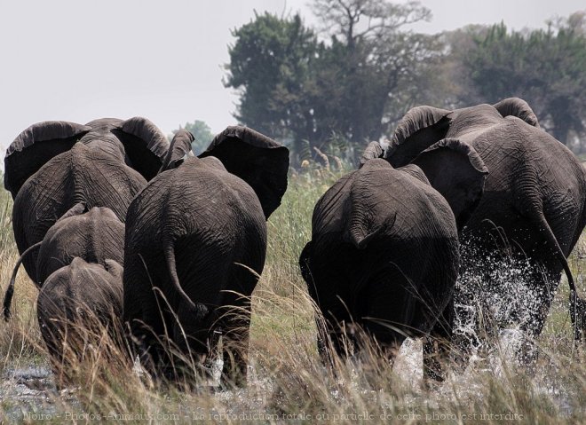 Photo d'Elphant d'afrique