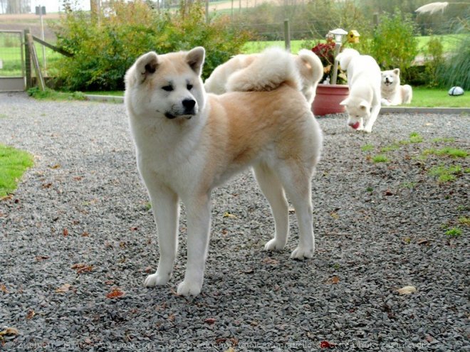 Photo d'Akita inu