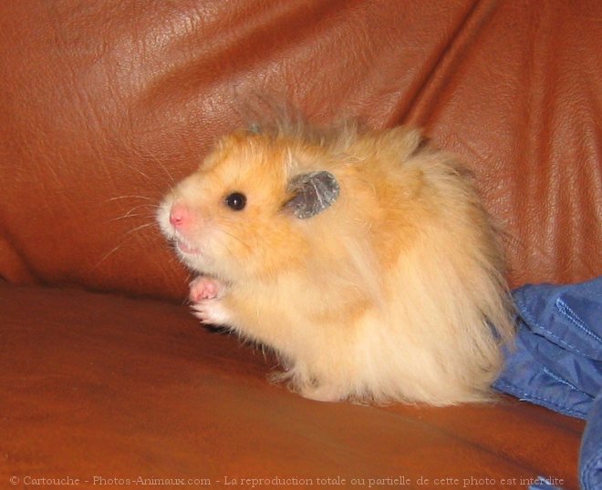 Photo de Hamster