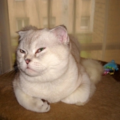 Photo de Scottish fold