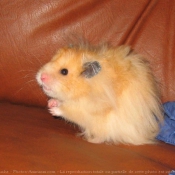 Photo de Hamster