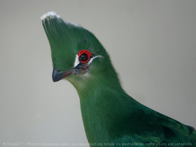 Photo de Touraco vert