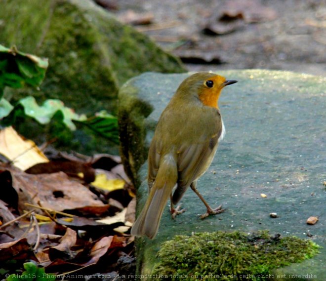 Photo de Rouge gorge