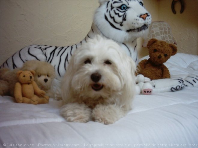 Photo de Coton de tulear