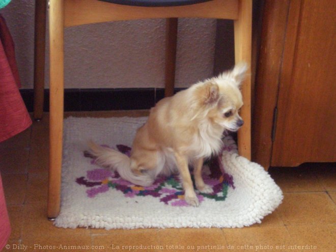 Photo de Chihuahua  poil long