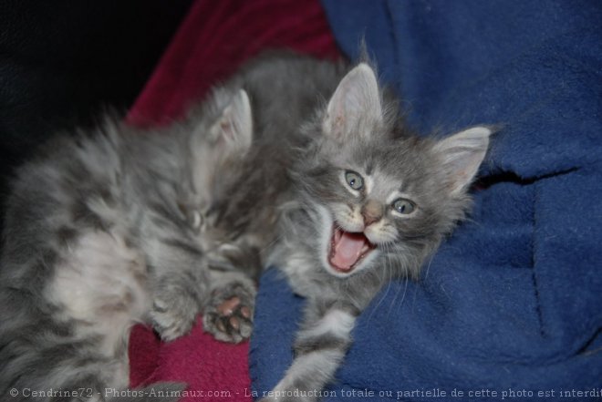 Photo de Maine coon