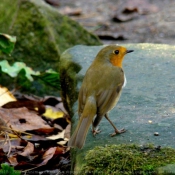 Photo de Rouge gorge