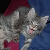 Photo de Maine coon