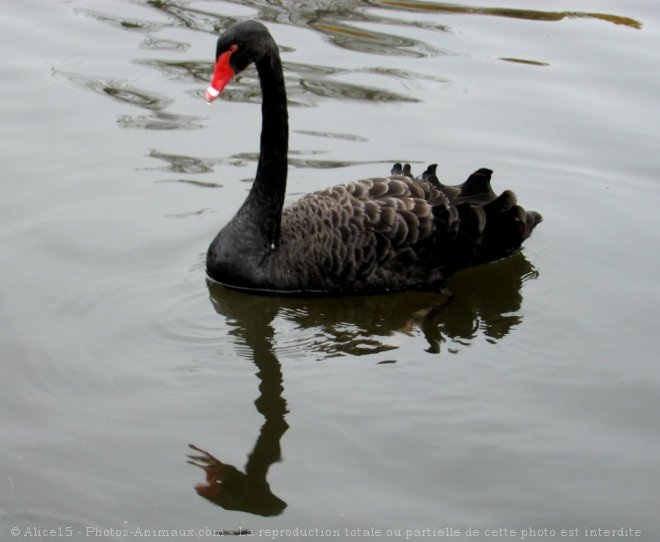 Photo de Cygne