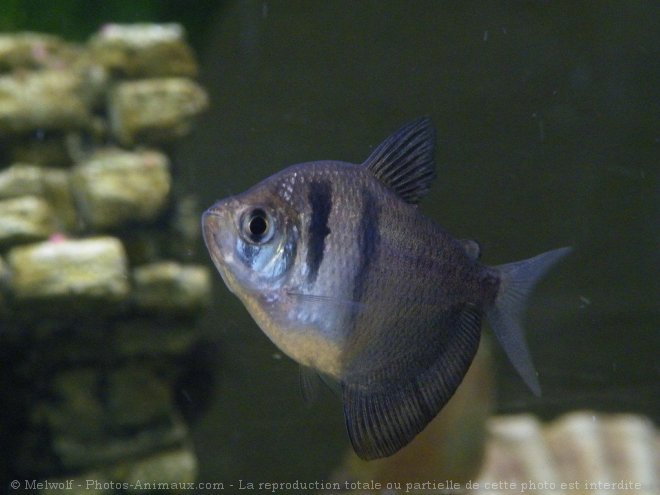 Photo de Poissons exotiques