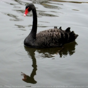 Photo de Cygne