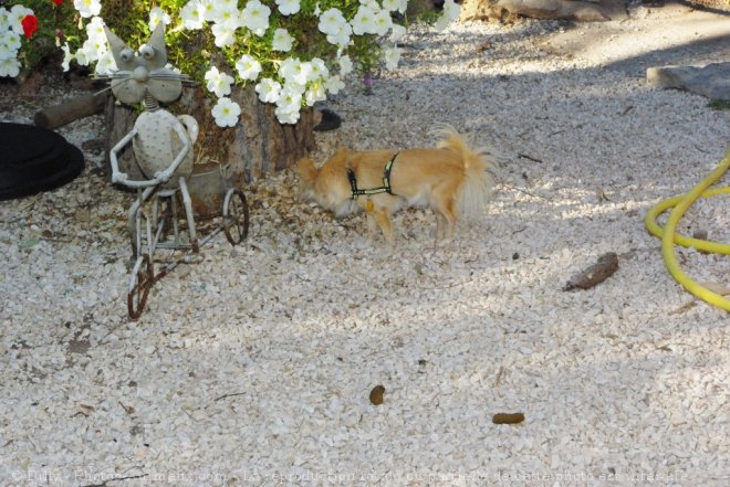 Photo de Chihuahua  poil long