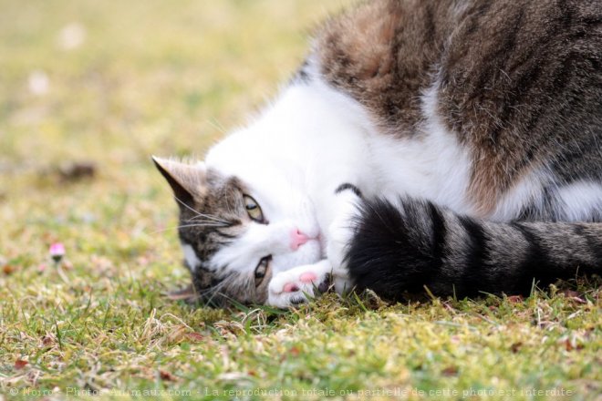 Photo de Chat domestique