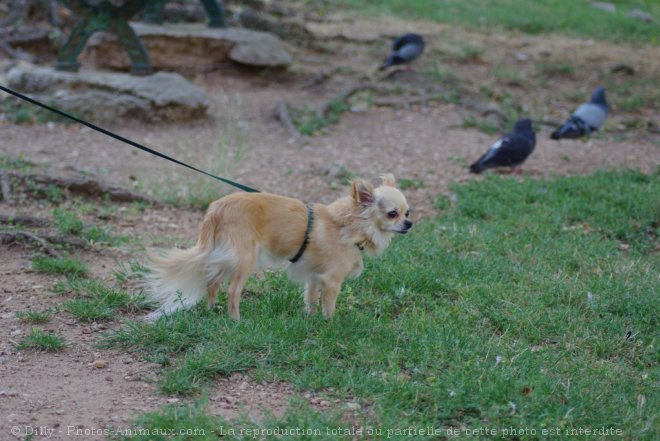 Photo de Chihuahua  poil long