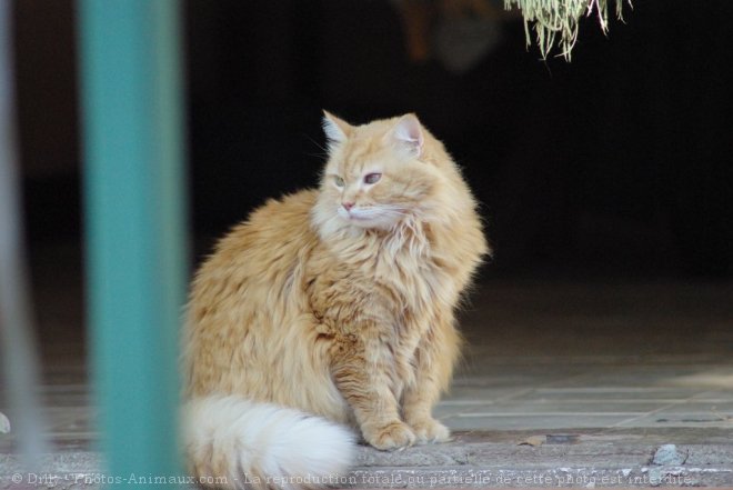 Photo de Chat domestique