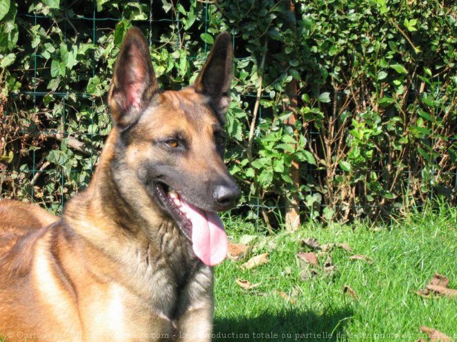 Photo de Berger belge malinois