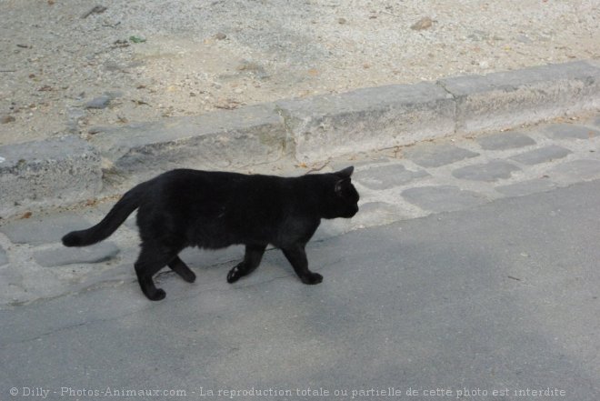 Photo de Chat domestique