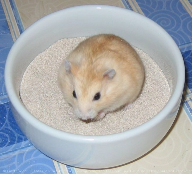 Photo de Hamster