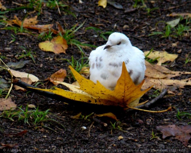 Photo de Pigeon