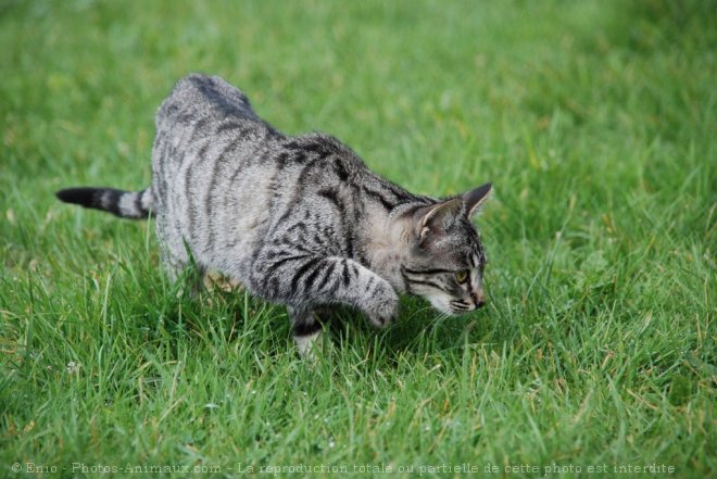 Photo de Chat domestique