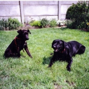 Photo de Labrador retriever