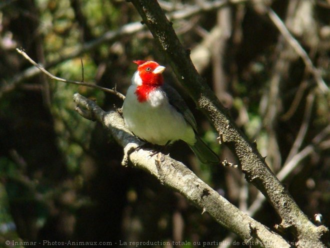 Photo de Cardinal