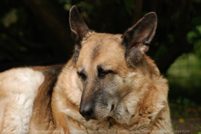 Photo de Berger allemand  poil court