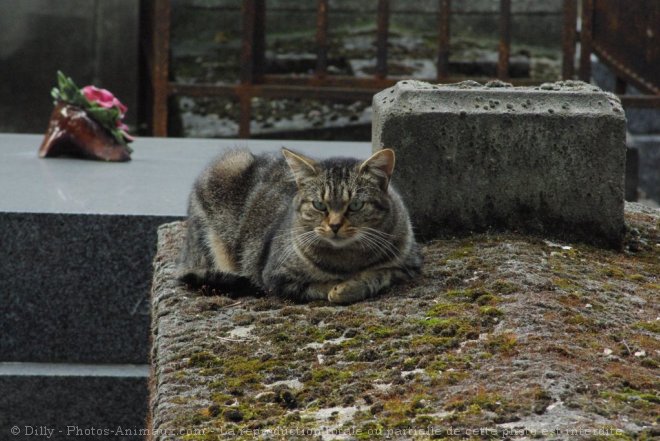 Photo de Chat domestique