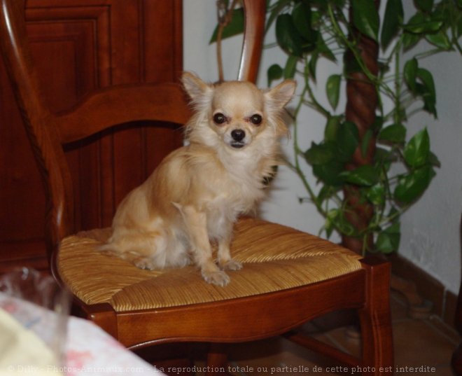 Photo de Chihuahua  poil long