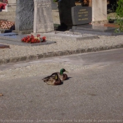 Photo de Canard