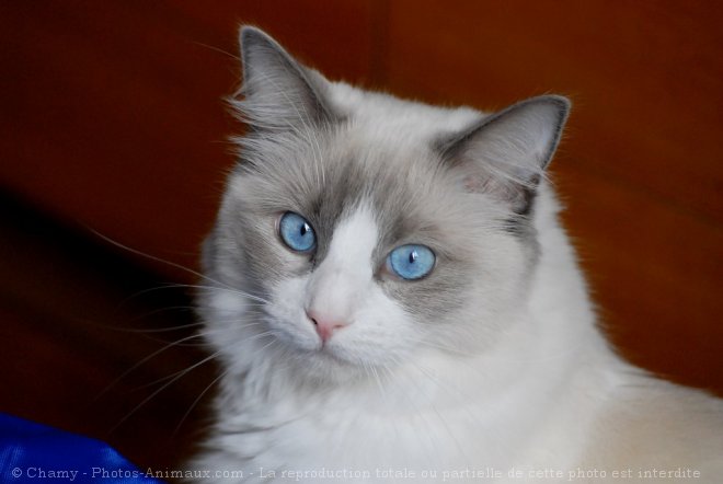 Photo de Ragdoll