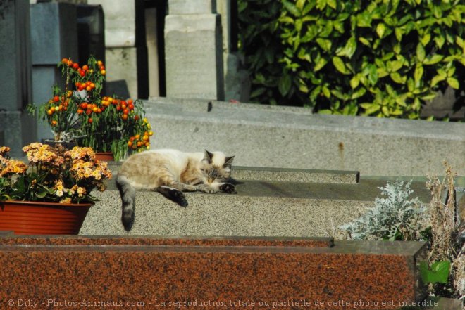 Photo de Chat domestique