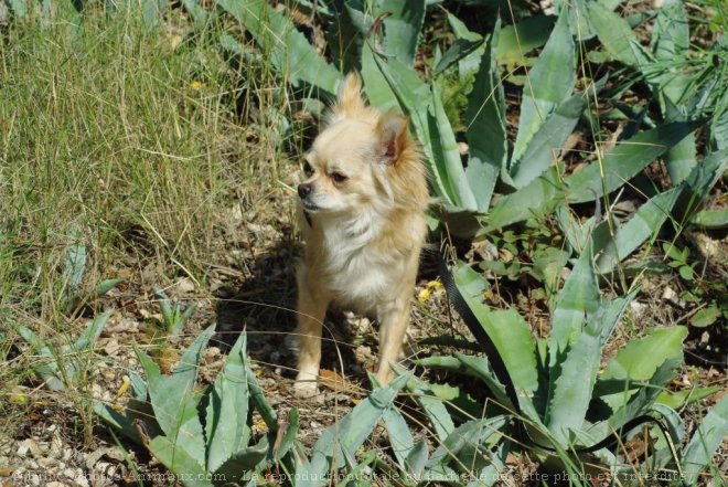 Photo de Chihuahua  poil long