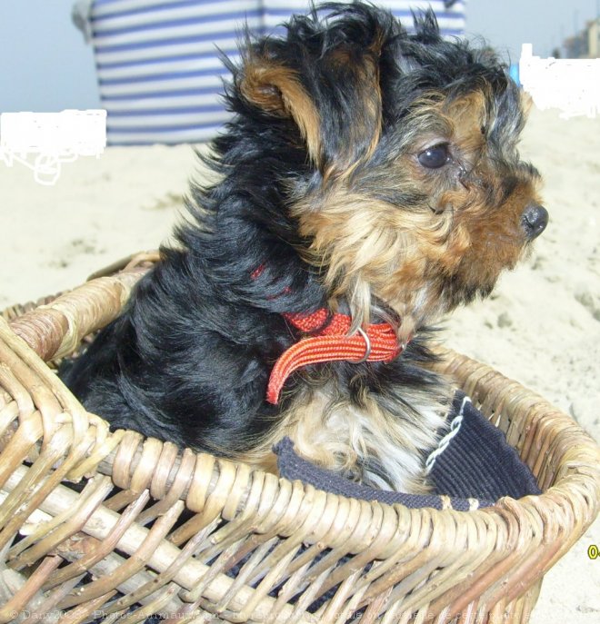 Photo de Yorkshire terrier