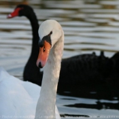 Photo de Cygne