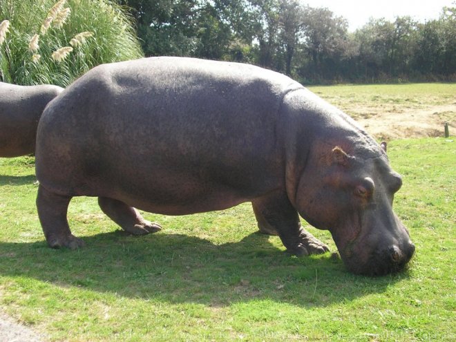 Photo de Hippopotame