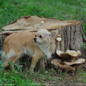 Photo de Chihuahua  poil long