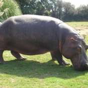 Photo de Hippopotame