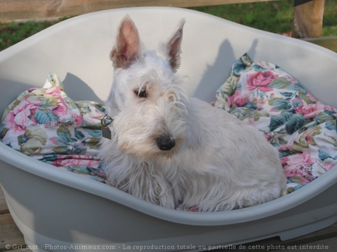 Photo de Scottish terrier