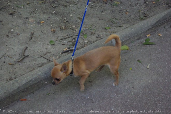 Photo de Chihuahua  poil court