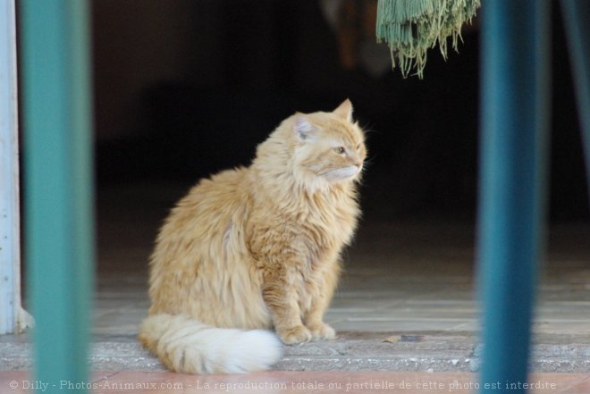 Photo de Chat domestique