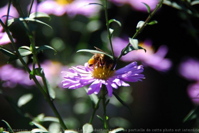 Photo d'Abeille