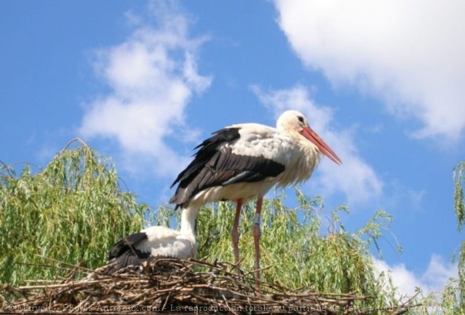 Photo de Cigogne