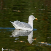 Photo de Goeland