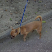 Photo de Chihuahua  poil court