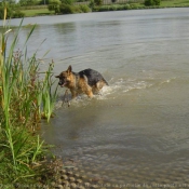 Photo de Berger allemand  poil court