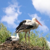 Photo de Cigogne